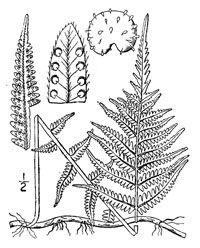 drawing of thelypteris noveboracensis plant parts